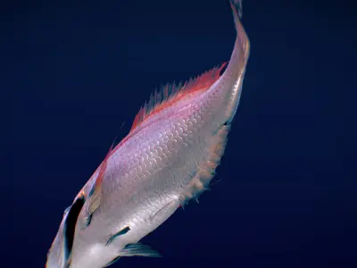 Red Eagle Fish Low-poly 3D model