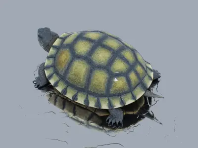Chinese Pond Turtle 3D model