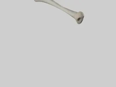 Gorilla Femur 3D model