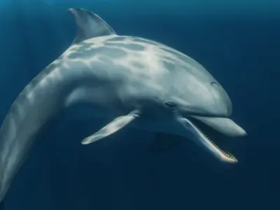 Dolphin Animated  Low-poly 3D model