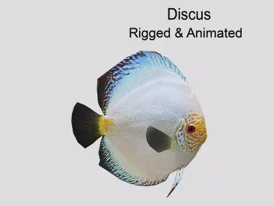 Discus  Realistic Animated Low-poly 3D model buy
