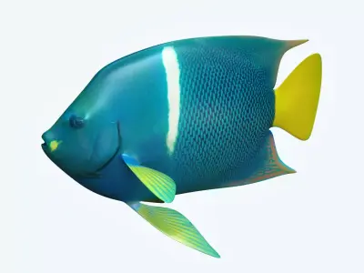 Anglefish 5 angelfish 3D model