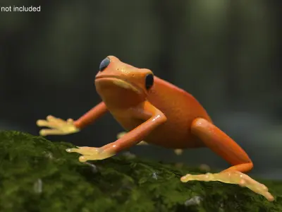 Realistic Tropical Mantella Frog Rigged for Maya 3D model