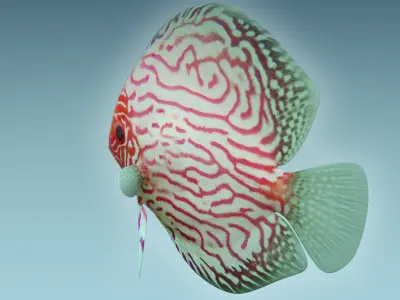 Discus Fish 6 3D model