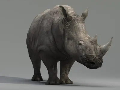 Rhino Rigged  purchase 3D model