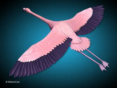 Flamingo Pink - Flight 3D model