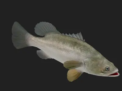 Bass fish Low-poly 3D model 4