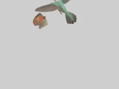 Common Hummingbird hovering model 3D model