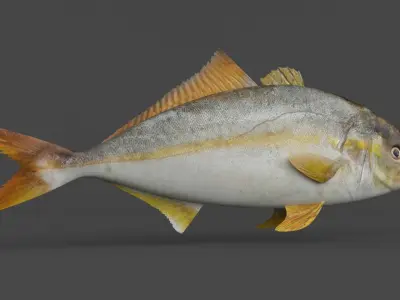 Fish Amberjack 3D model