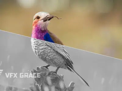 Bird Coracias Caudatus VFX Grace 3D model