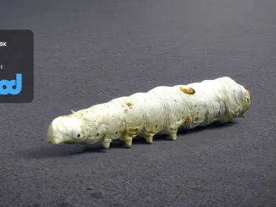 Silkworm 3D model purchase