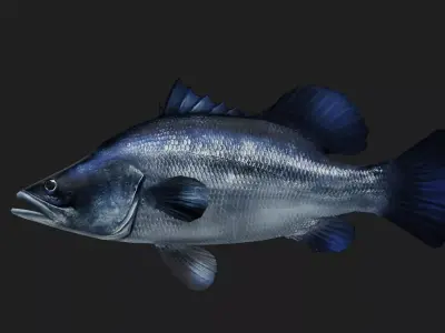 Bass fish Low-poly 3D model 3