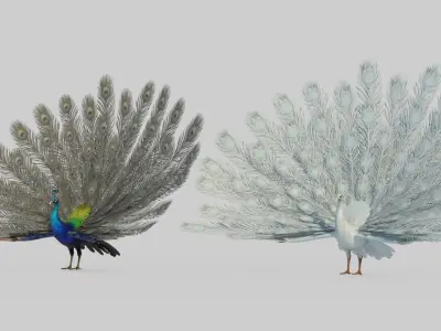 Animal peacock 3D model