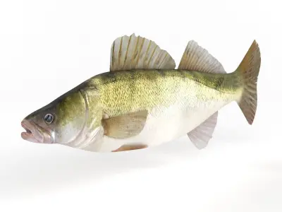 Zander Fish 3D model