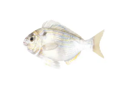Fish Collection 3D model 4