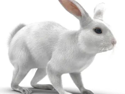 White Rabbit Rigged 3D model
