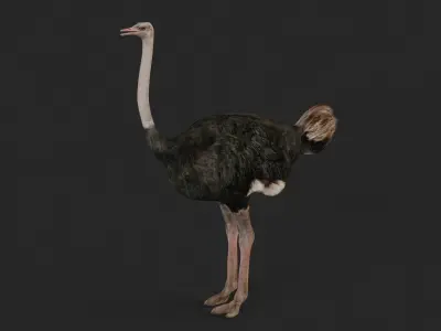 Ostrich 3D model buy