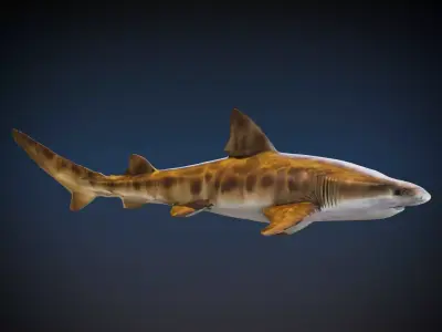 Leopard Shark 3D model purchase
