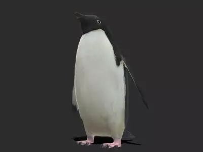 Adelie Penguin Low Poly Animated Free low-poly 3D model