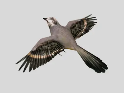 wagtail bird 3d model 3D model