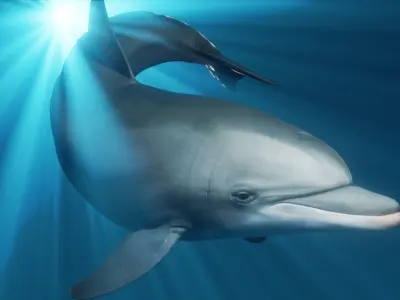 Dolphin Animated  Low-poly 3D model