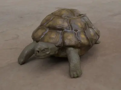 Turtle low poly for CG model Low-poly 3D model