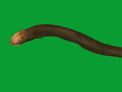 Electric Eel Fish Low-poly 3D model
