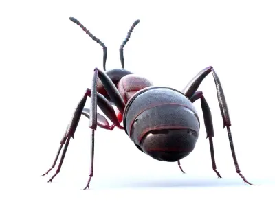 Animated 3d model of an ant with PBR materials 3D model