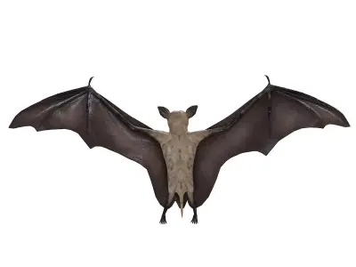 Bat bird rigged 3d model Low-poly 3D model