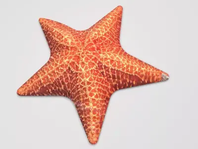 Starfish 3D model purchase
