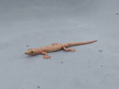 Wall Gecko Low-poly 3D model