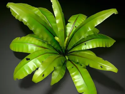 3D bird nest fern Low-poly 3D model