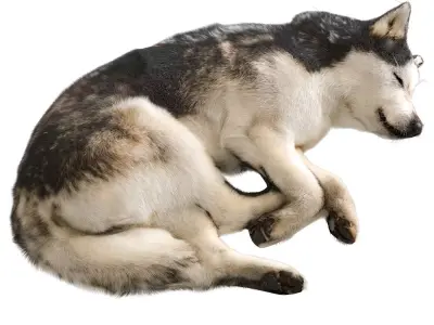 Dog - Husky 3D model