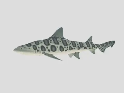  Fish Collection 06 Low-poly 3D model
