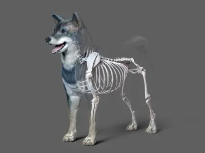Shiba Inu 3D model