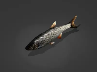 Whitefish fish Low-poly 3D model