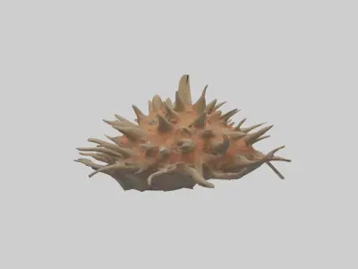 Sea Urchin clinging model 3D model