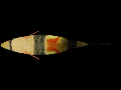 tiger barb Low-poly 3D model