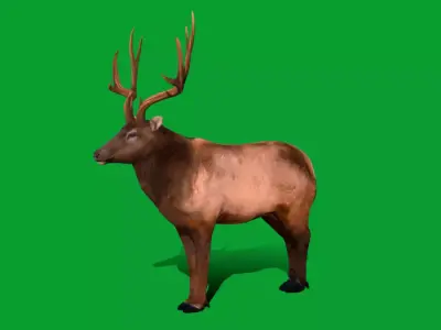 Elk Wapiti Free 3D model purchase