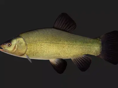 Carp fish Low-poly 3D model 11