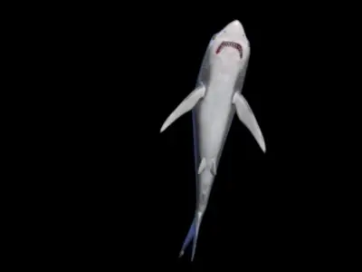 shark attack Low-poly 3D model