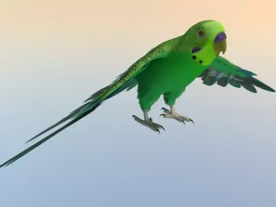 Parakeet Bird Low-poly 3D model