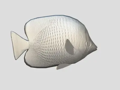 Tahitian butterflyfish Realistic Animated Low-poly 3D model