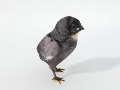 Black Little Chicken Low-poly 3D model