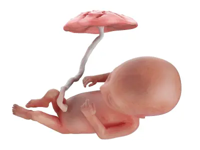 Fetus Week 15 Animated 3D model