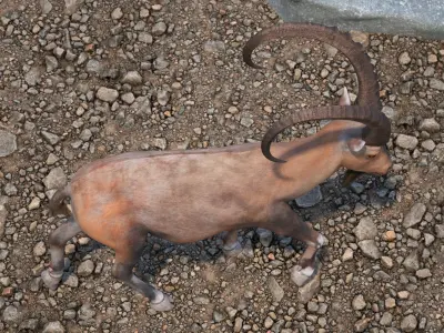 Alpine Ibex in Walking Pose 3D model