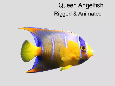 Queen Angelfish Realistic Animated Low-poly 3D model
