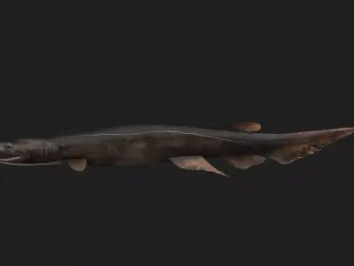 Shark Low-poly 3D model 42