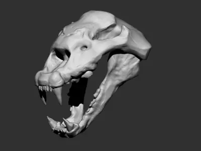 cheetah skull 3D model