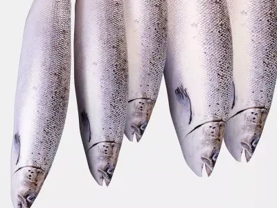 Semga Fish 3D model